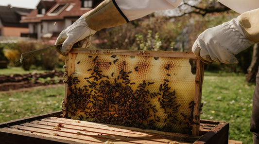 Celebrate National Honey Month with Honey Dabbing Straws and Help Save Bees